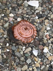 Anthopleura xanthogrammica