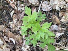 Ranunculus recurvatus