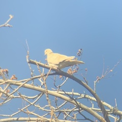 Streptopelia roseogrisea
