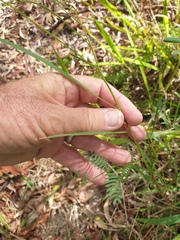 Acacia maidenii
