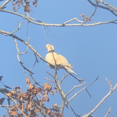 Streptopelia roseogrisea