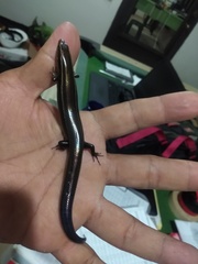 Plestiodon