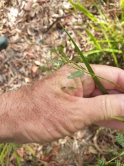 Acacia maidenii