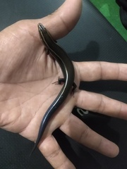 Plestiodon