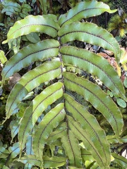 Blechnum montanum