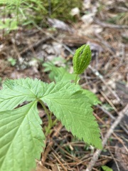 Rubus pubescens