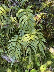 Blechnum montanum