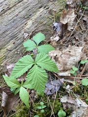Rubus pubescens