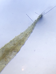 Pohlia nutans