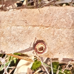 Polystepha symmetrica