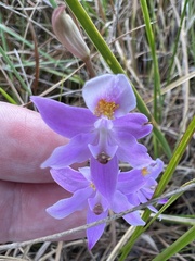 Calopogon barbatus