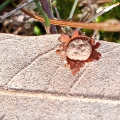 Polystepha symmetrica