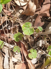 Dichondra repens