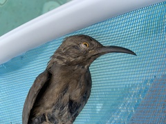 Toxostoma curvirostre