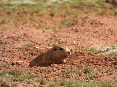 Ctenomys