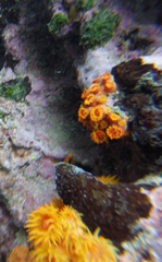 Tubastraea coccinea