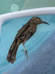 Toxostoma curvirostre