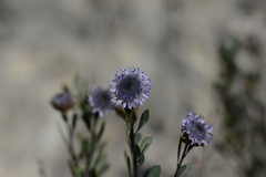 Globularia alypum