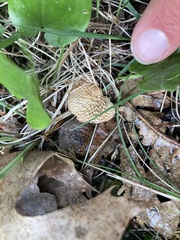 Neofavolus americanus