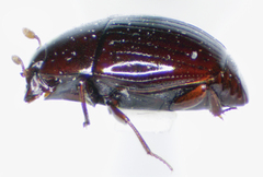 Epierus pulicarius