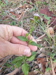 Praxelis clematidea