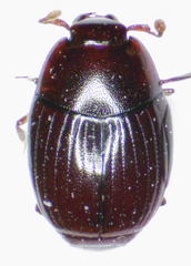 Epierus pulicarius