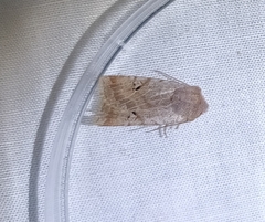 Conistra erythrocephala