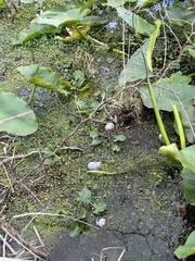 Hydrocotyle ranunculoides