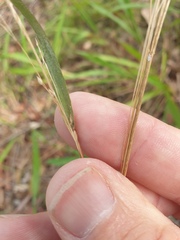 Panicum effusum