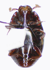 Epierus pulicarius