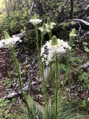 Xerophyllum asphodeloides