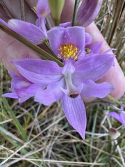 Calopogon barbatus