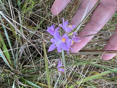 Calopogon barbatus