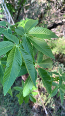 Aesculus californica