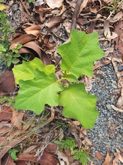 Solanum chrysotrichum