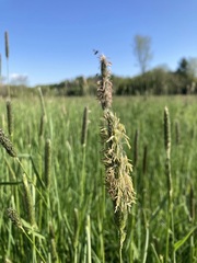 Alopecurus pratensis