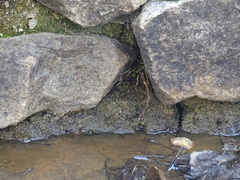 Ludwigia grandiflora