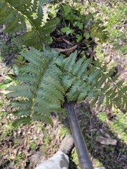 Dryopteris ludoviciana