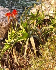 Aloe arborescens
