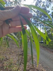 Acacia maidenii