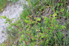 Rosa nutkana