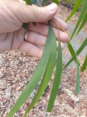 Acacia maidenii
