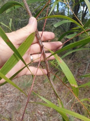 Acacia maidenii