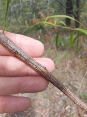 Acacia maidenii