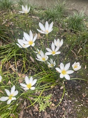 Zephyranthes candida