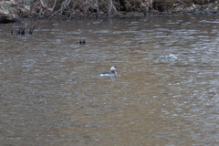 Podiceps auritus