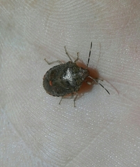 Dryadocoris apicalis