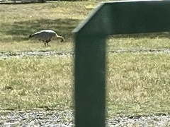 Theristicus melanopis