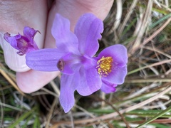 Calopogon barbatus