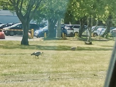 Theristicus melanopis